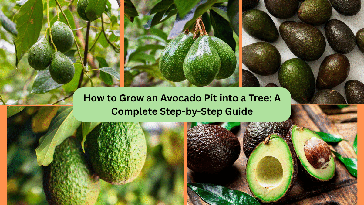 How to Grow an Avocado Pit into a Tree: A Complete Step-by-Step Guide