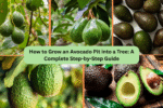 How to Grow an Avocado Pit into a Tree: A Complete Step-by-Step Guide