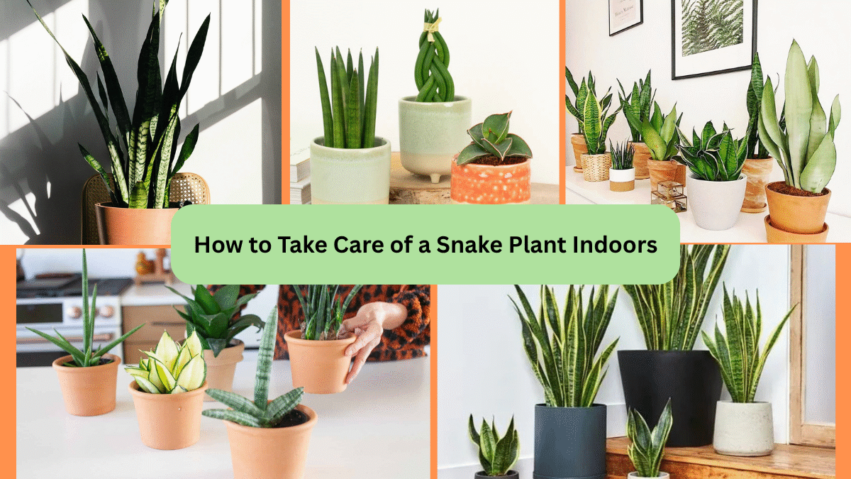 How to Take Care of a Snake Plant Indoors