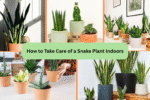 How to Take Care of a Snake Plant Indoors