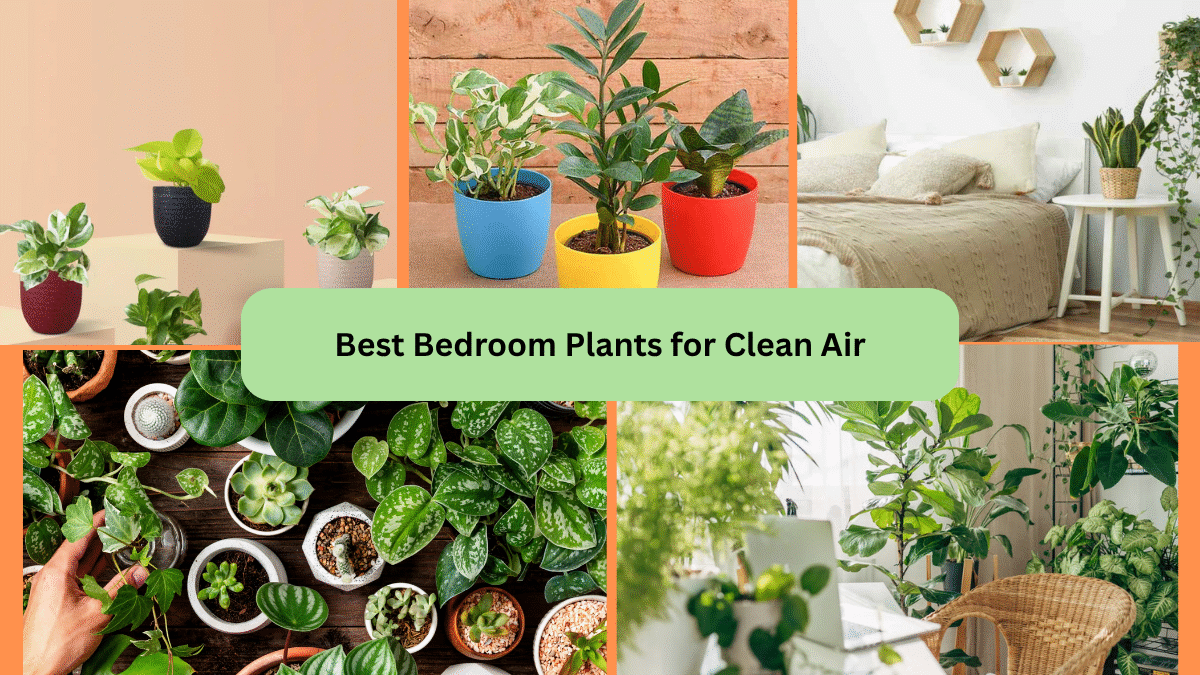 Best Bedroom Plants for Clean Air