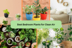 Best Bedroom Plants for Clean Air