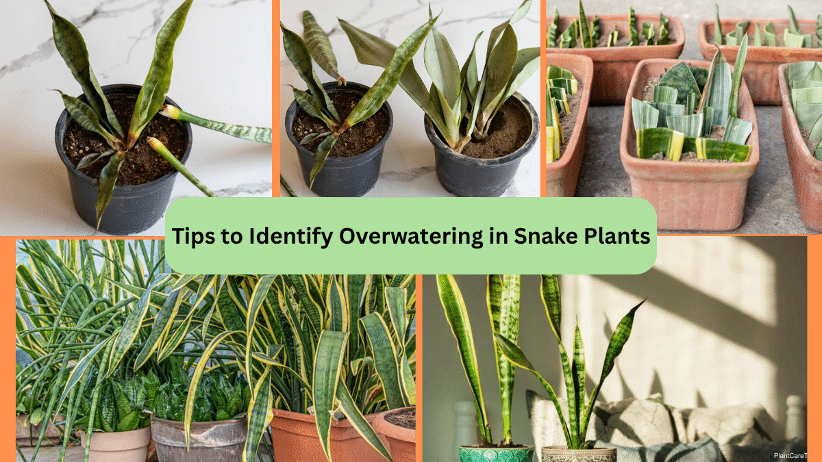 Tips to Identify Overwatering in Snake Plants