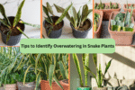 Tips to Identify Overwatering in Snake Plants