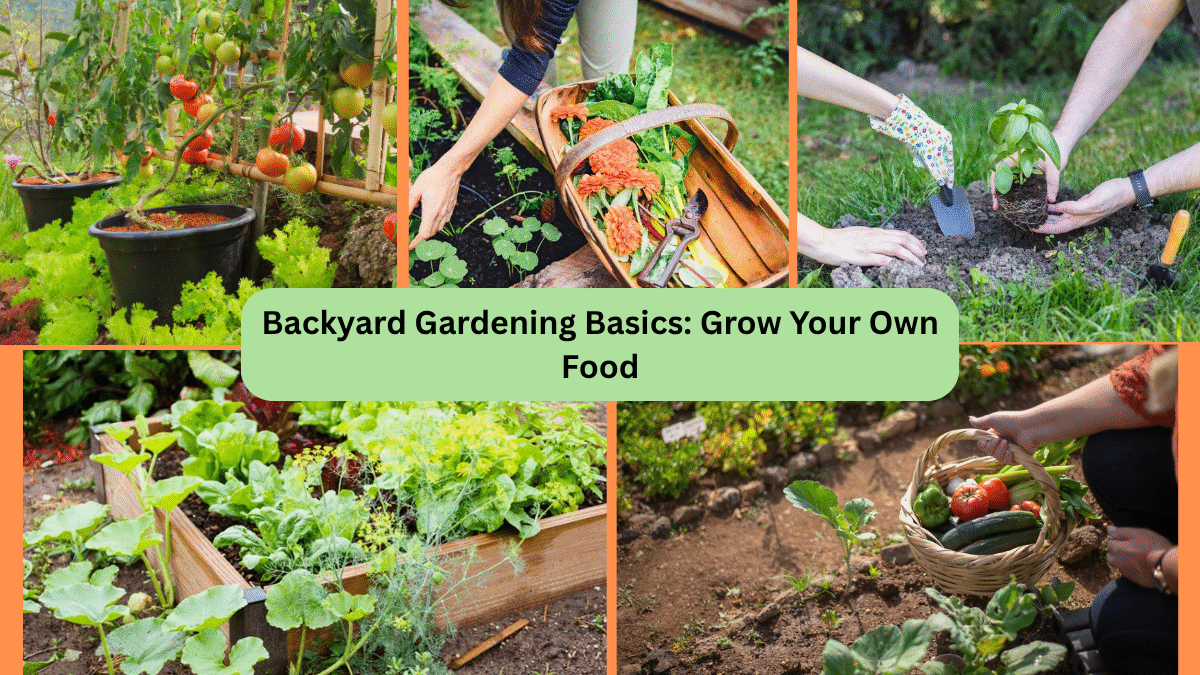 Backyard Gardening Basics: Grow Your Own Food