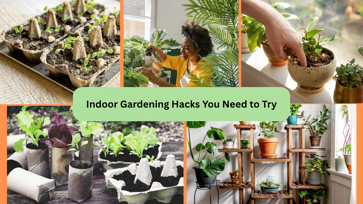 Indoor Gardening Hacks You Need to Try