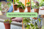 How to Grow Plants from Cuttings Easily