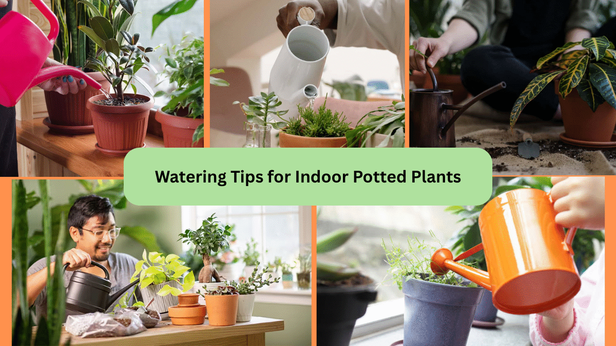 Watering Tips for Indoor Potted Plants