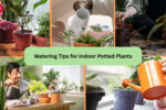 Watering Tips for Indoor Potted Plants