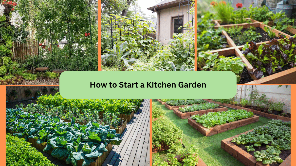 How to Start a Kitchen Garden
