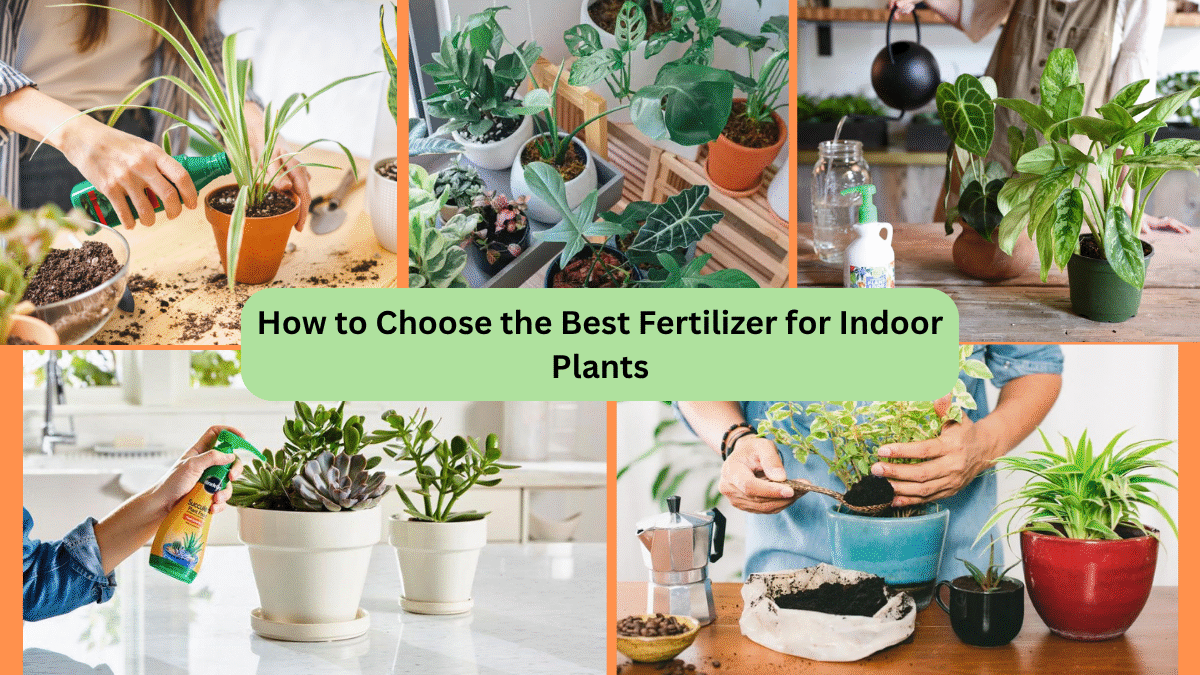 How to Choose the Best Fertilizer for Indoor Plants