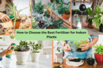 How to Choose the Best Fertilizer for Indoor Plants