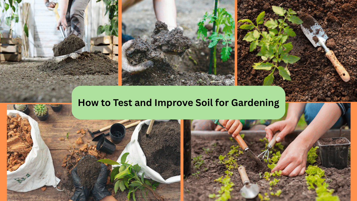 How to Test and Improve Soil for Gardening