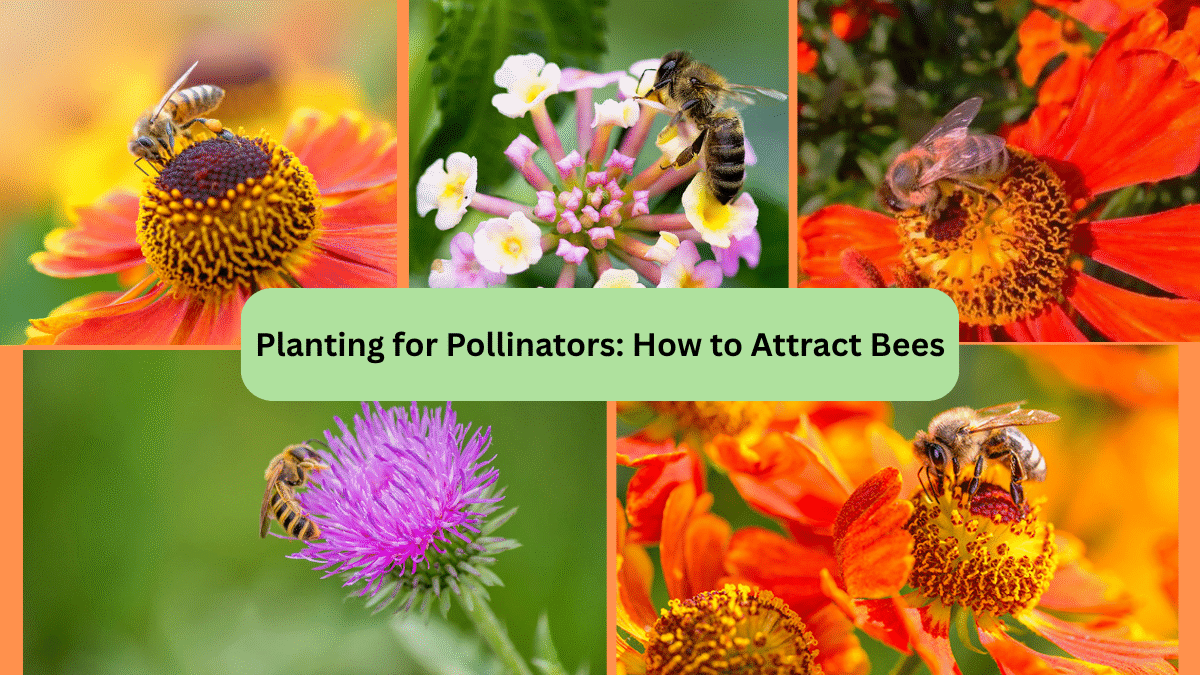 Planting for Pollinators: How to Attract Bees