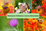 Planting for Pollinators: How to Attract Bees