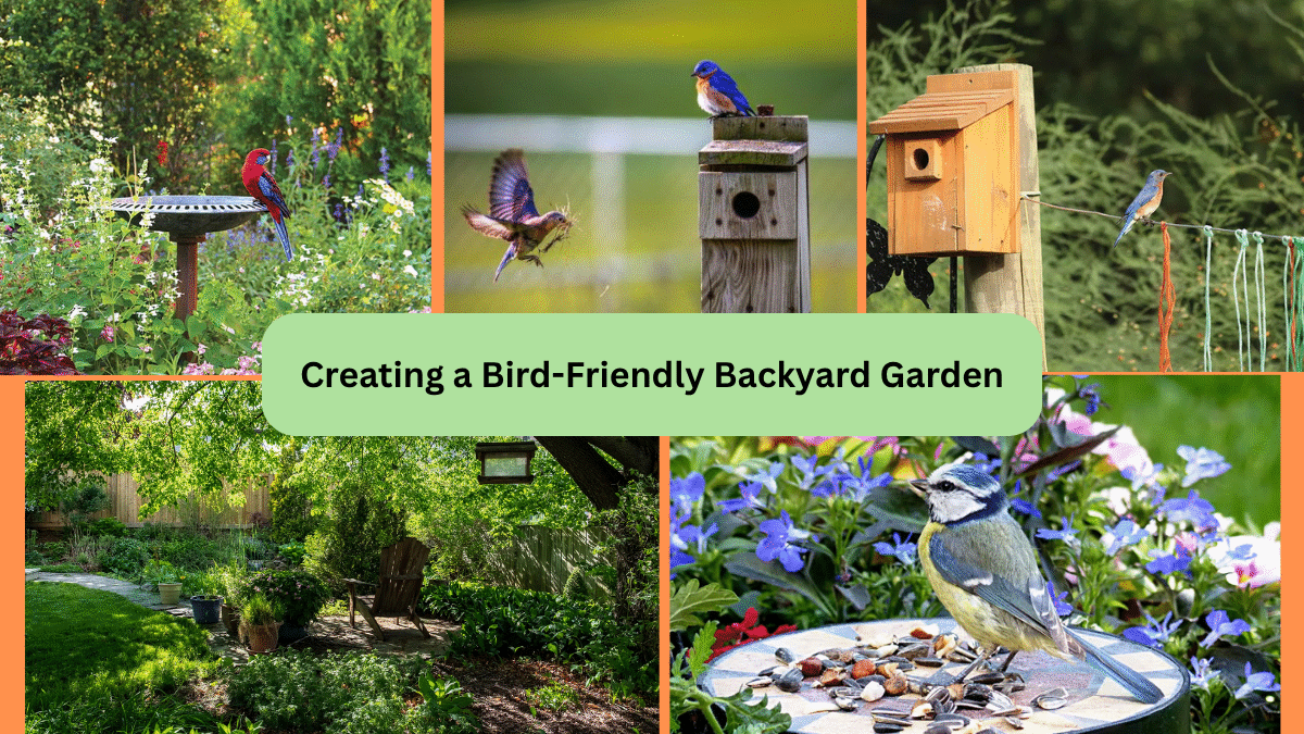 Creating a Bird-Friendly Backyard Garden