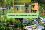 Creating a Bird-Friendly Backyard Garden