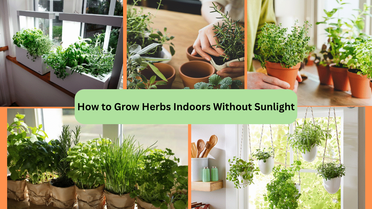 How to Grow Herbs Indoors Without Sunlight
