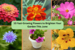 10 Fast-Growing Flowers to Brighten Your Garden This June