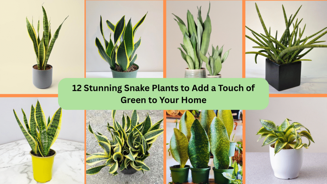 12 Stunning Snake Plants to Add a Touch of Green to Your Home