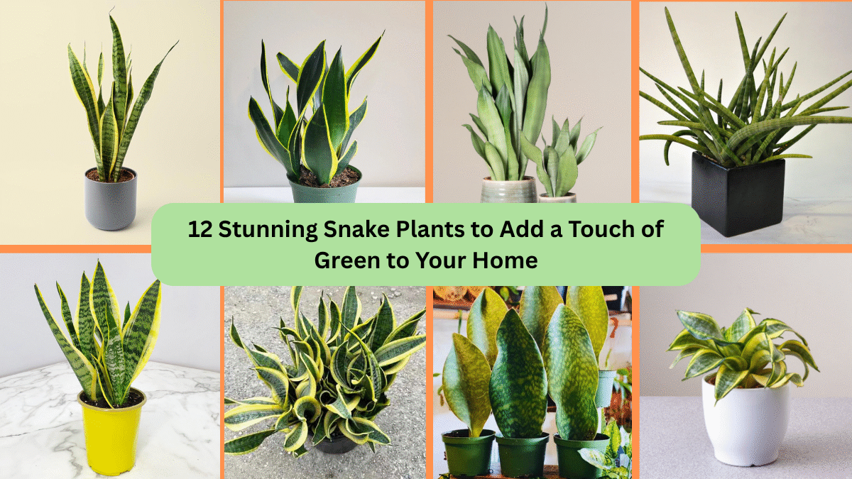 12 Stunning Snake Plants to Add a Touch of Green to Your Home