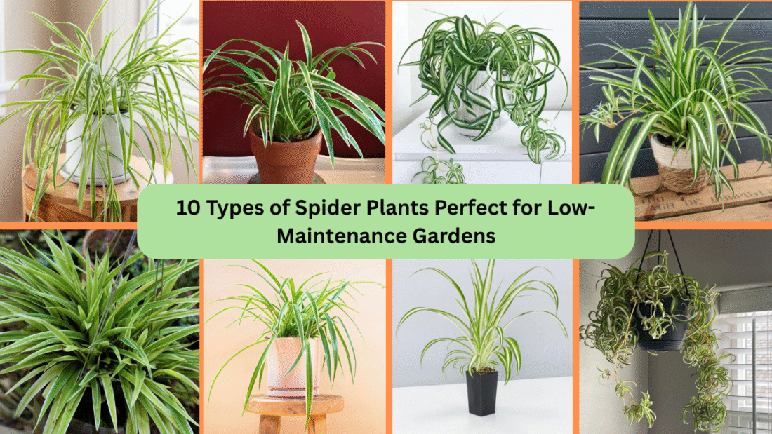 10 Types of Spider Plants Perfect for Low-Maintenance Gardens