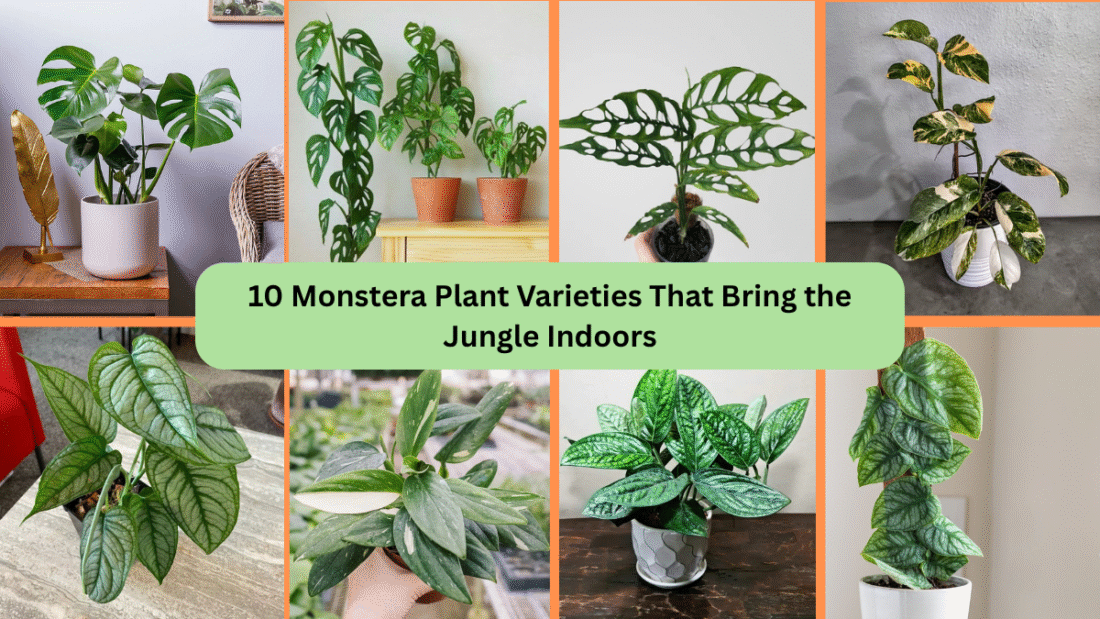 10 Monstera Plant Varieties That Bring the Jungle Indoors