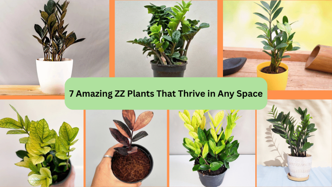 7 Amazing ZZ Plants That Thrive in Any Space