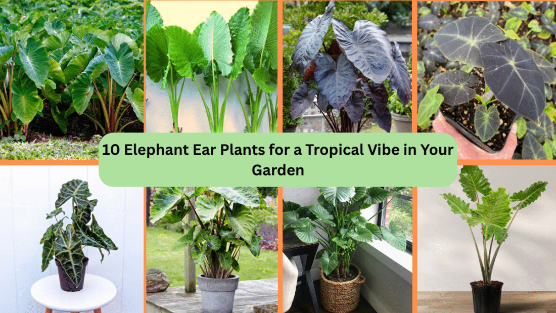 10 Elephant Ear Plants for a Tropical Vibe in Your Garden