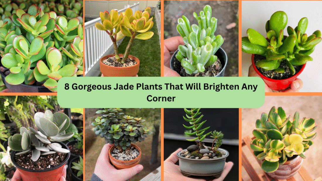 8 Gorgeous Jade Plants That Will Brighten Any Corner