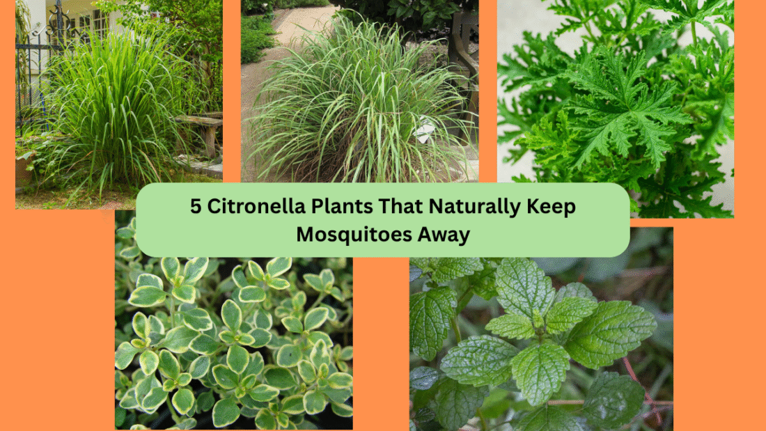 5 Citronella Plants That Naturally Keep Mosquitoes Away
