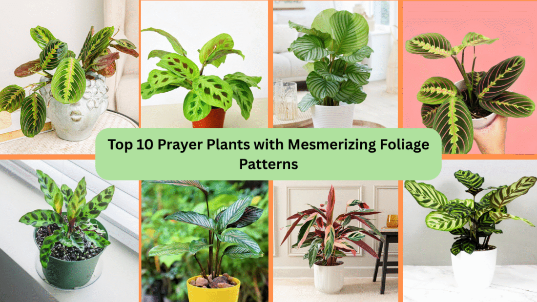 Top 10 Prayer Plants with Mesmerizing Foliage Patterns