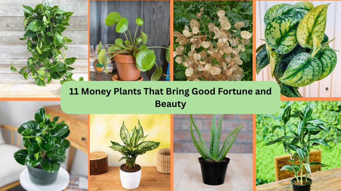 11 Money Plants That Bring Good Fortune and Beauty