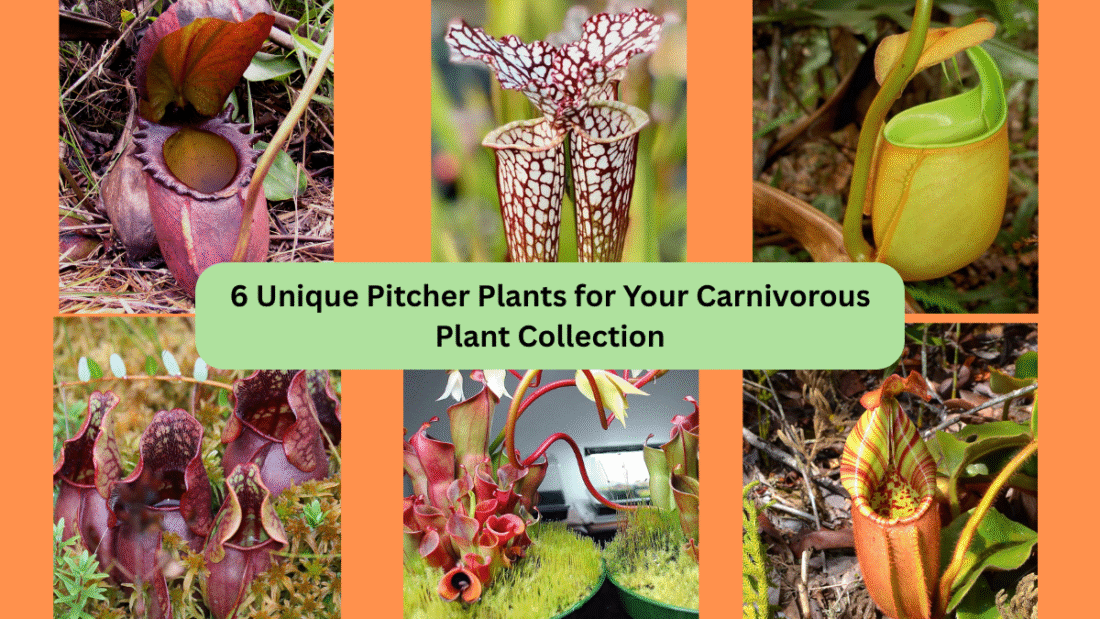 6 Unique Pitcher Plants for Your Carnivorous Plant Collection