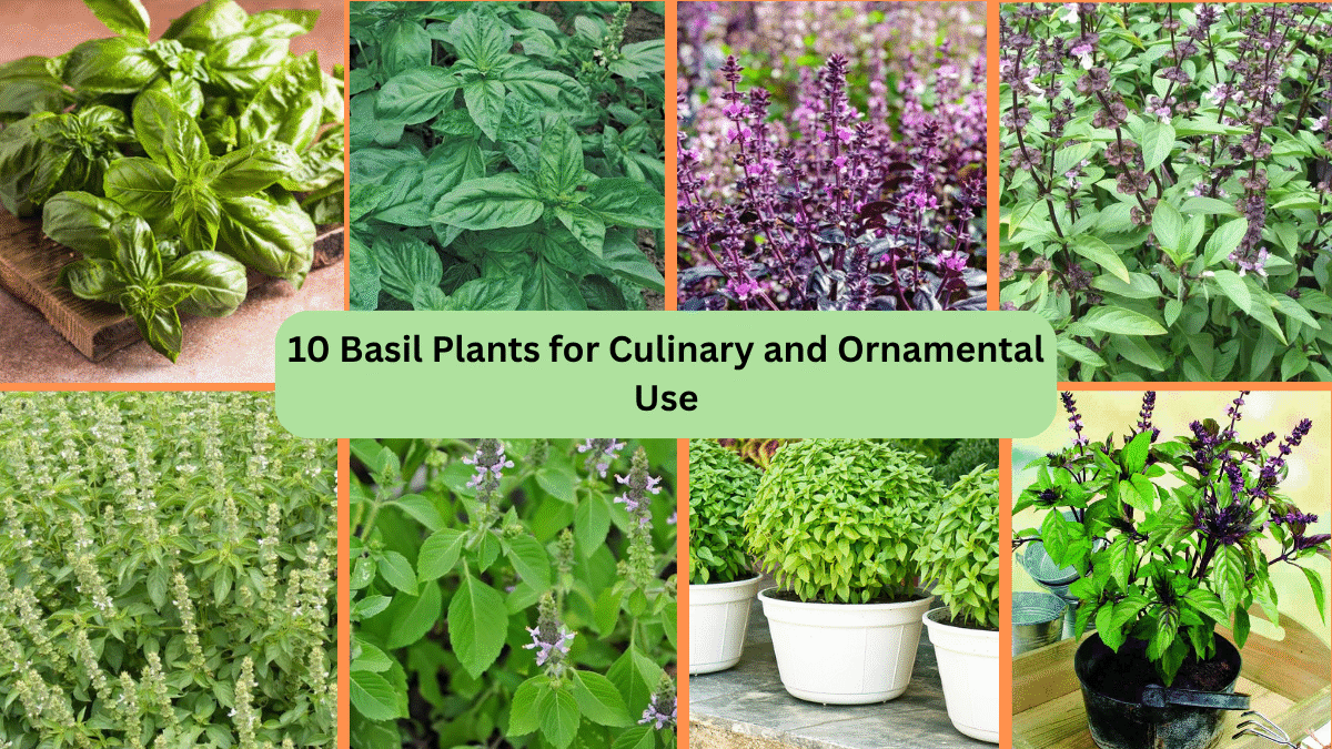 10 Basil Plants for Culinary and Ornamental Use