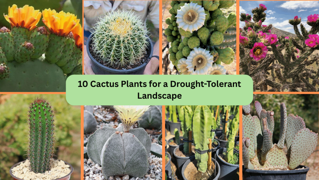 10 Cactus Plants for a Drought-Tolerant Landscape