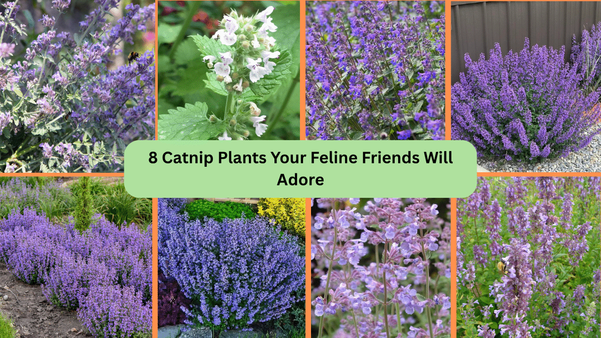 8 Catnip Plants Your Feline Friends Will Adore