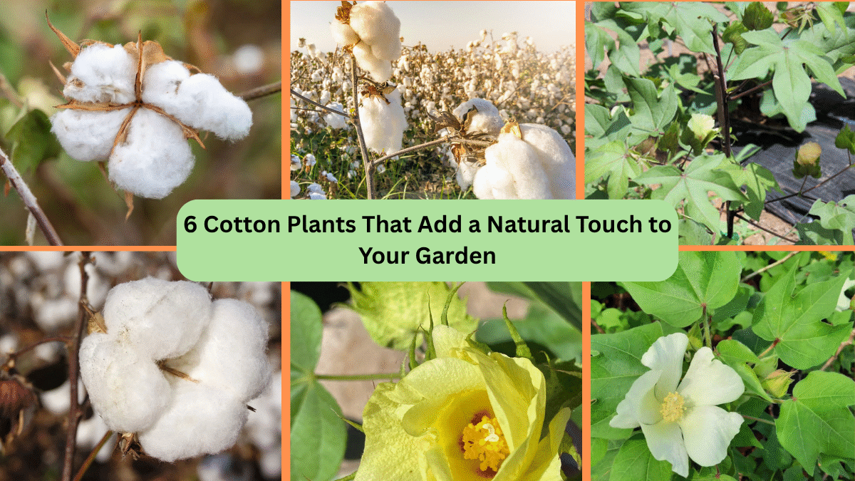 6 Cotton Plants That Add a Natural Touch to Your Garden
