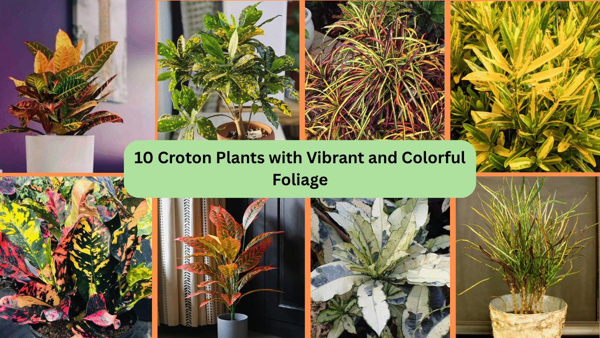 10 Croton Plants with Vibrant and Colorful Foliage