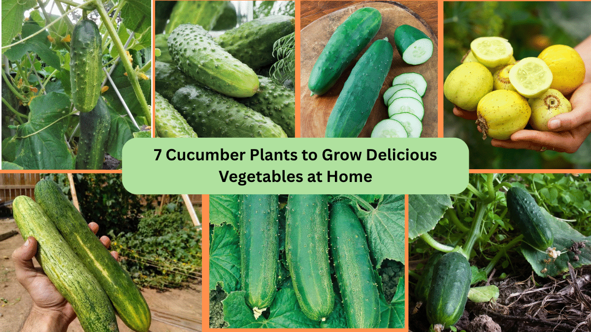 7 Cucumber Plants to Grow Delicious Vegetables at Home