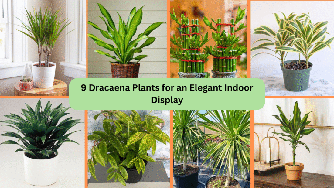 9 Dracaena Plants for an Elegant Indoor Display