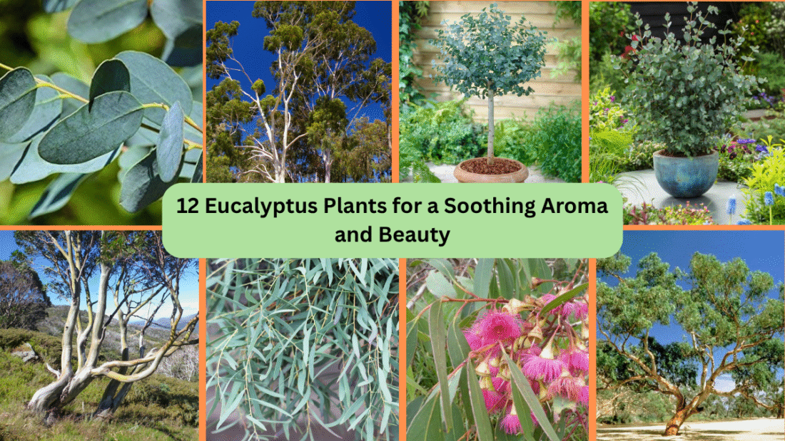 12 Eucalyptus Plants for a Soothing Aroma and Beauty