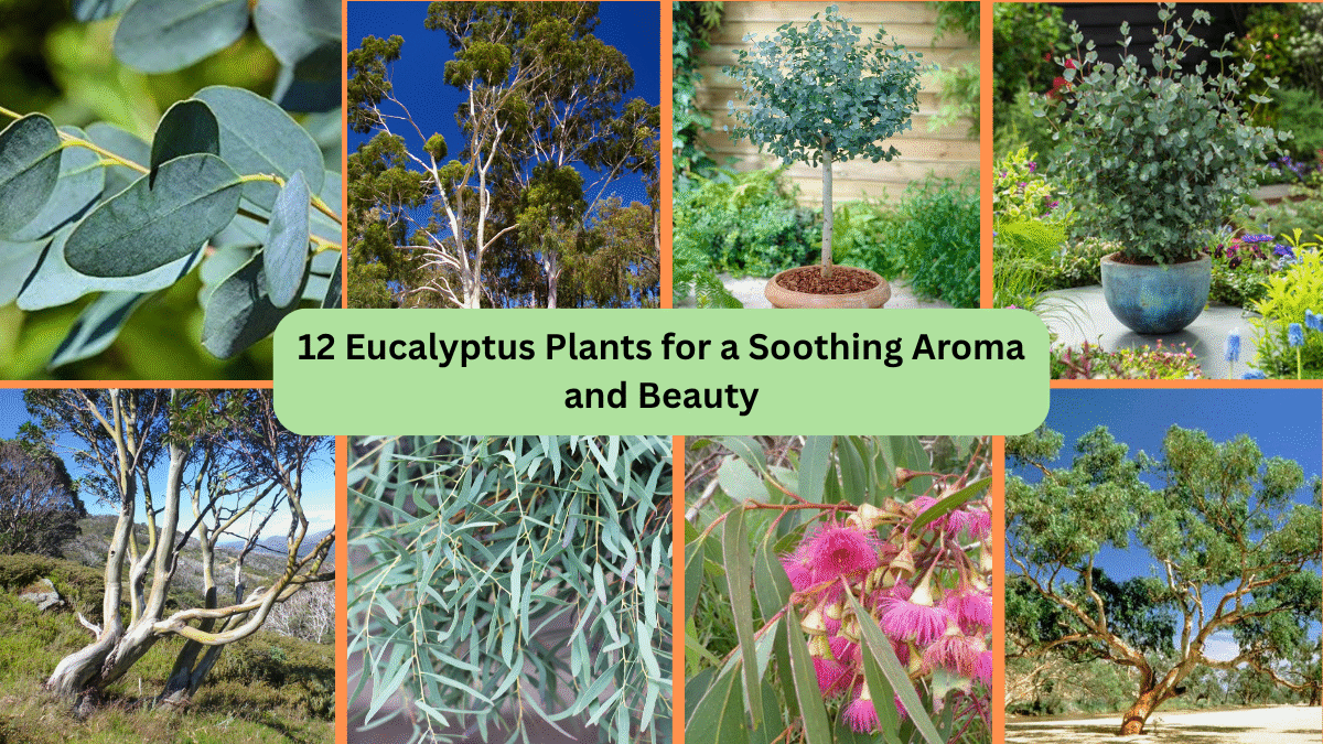 12 Eucalyptus Plants for a Soothing Aroma and Beauty