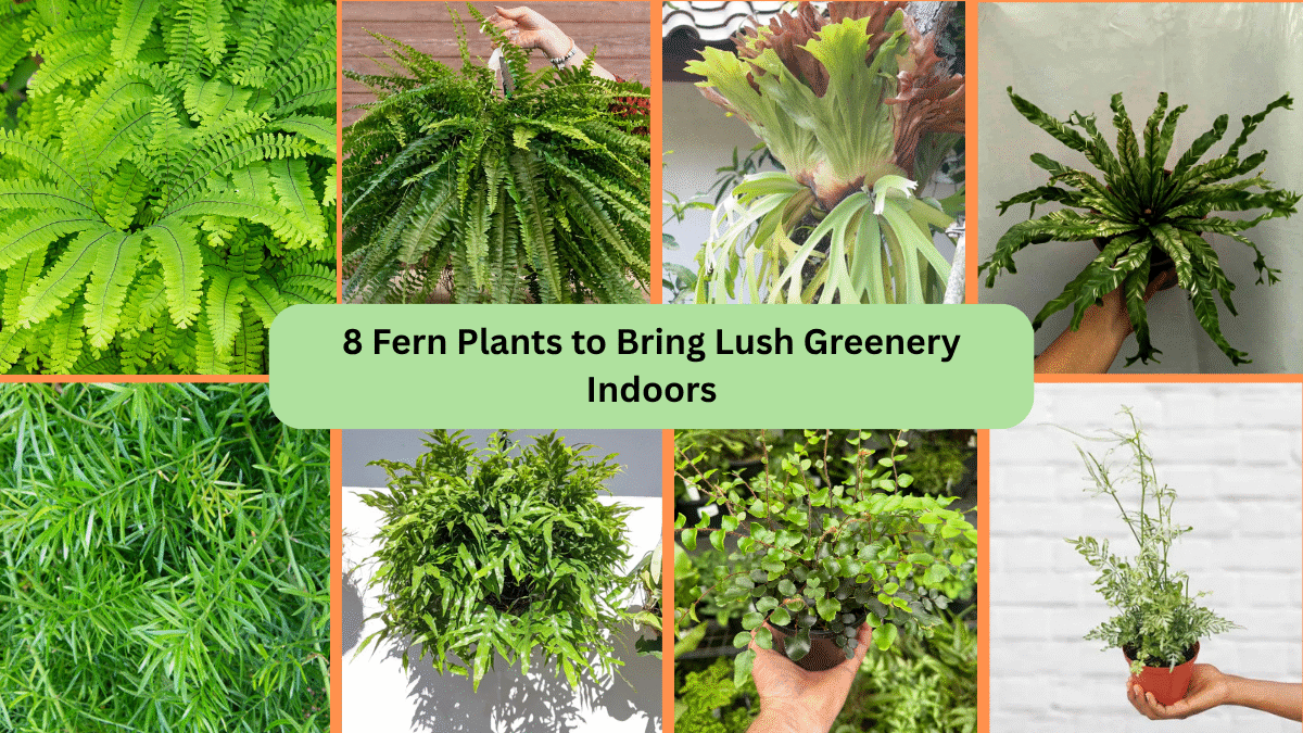 8 Fern Plants to Bring Lush Greenery Indoors