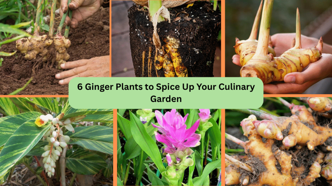 6 Ginger Plants to Spice Up Your Culinary Garden