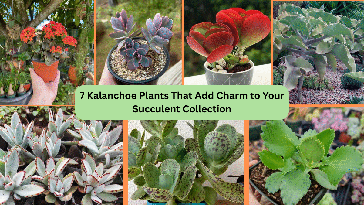 7 Kalanchoe Plants That Add Charm to Your Succulent Collection