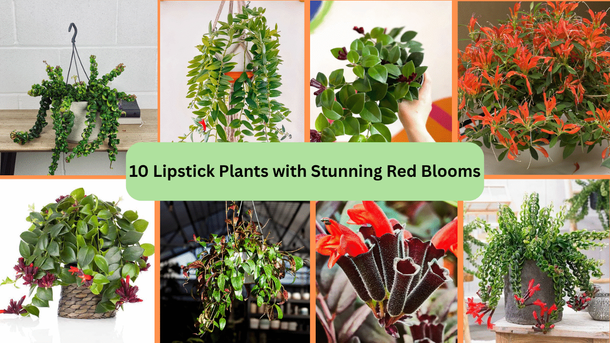 10 Lipstick Plants with Stunning Red Blooms