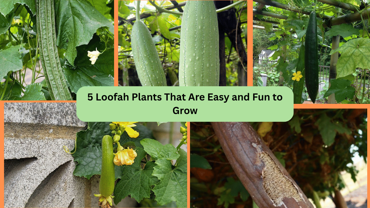 5 Loofah Plants That Are Easy and Fun to Grow