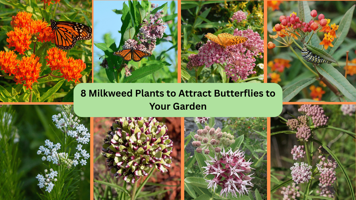 8 Milkweed Plants to Attract Butterflies to Your Garden