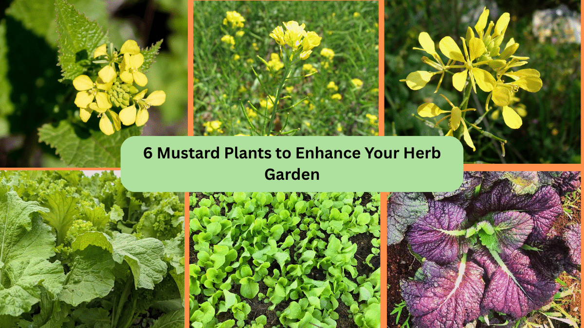 6 Mustard Plants to Enhance Your Herb Garden